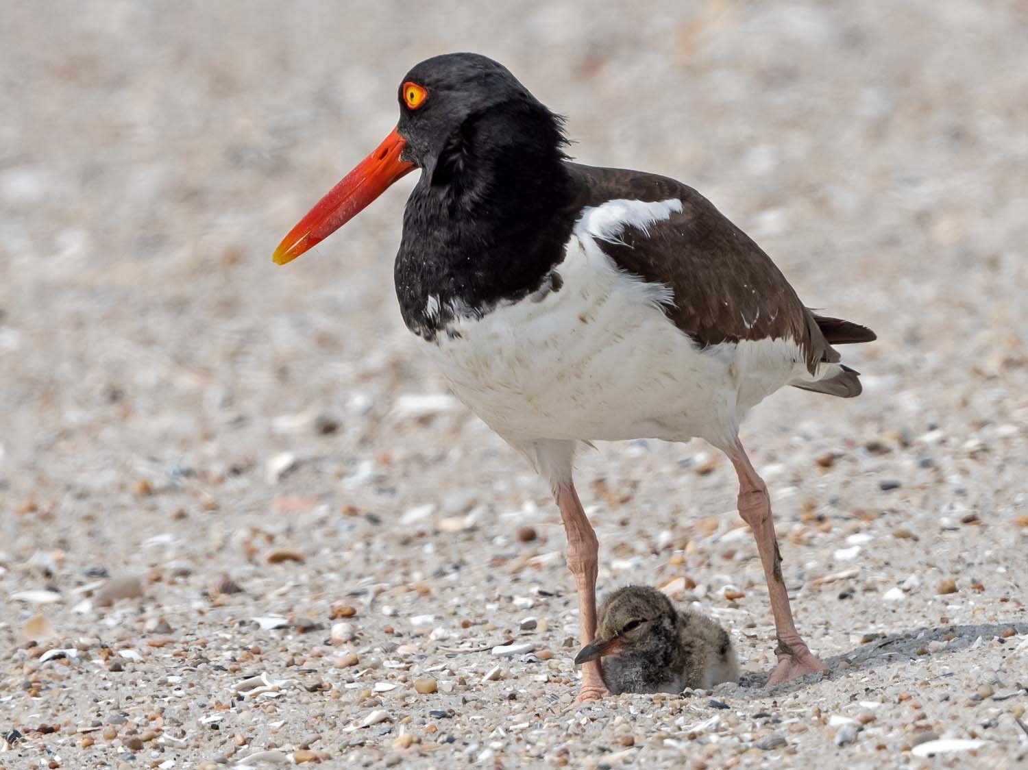 Oystercatcher 1500 7-13-2023 Lido NB 926P.jpg