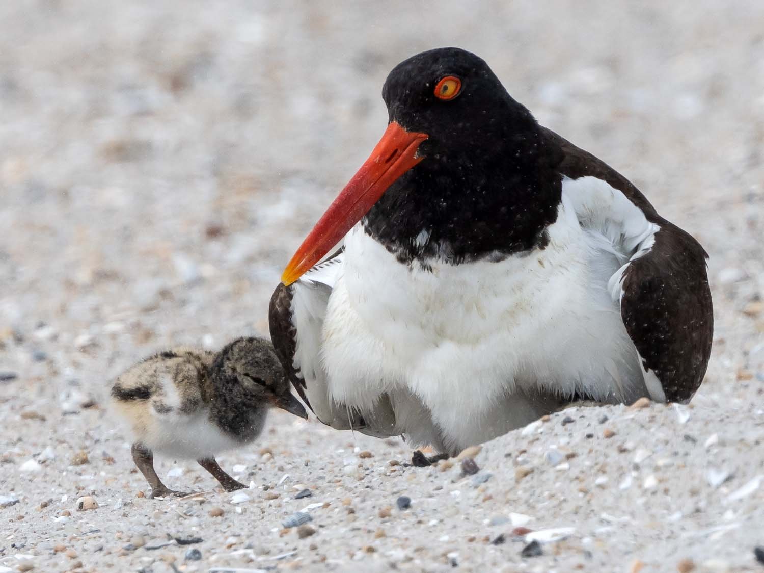 Oystercatcher 1500 7-13-2023 Lido NB 932P.jpg