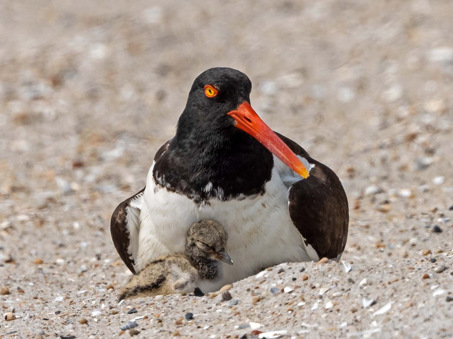 Oystercatcher 1500 7-13-2023 Lido NB 977P.jpg