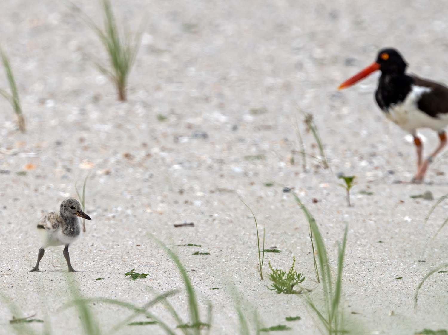 Oystercatcher 1500 7-13-2023 Lido NB 1035P.jpg