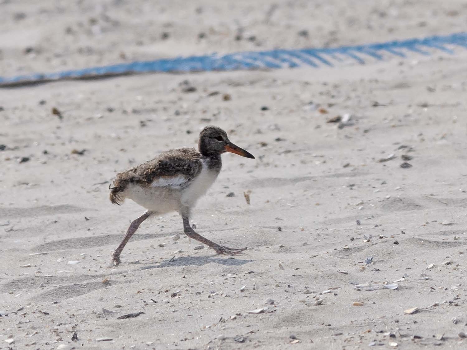 Oystercatcher 1500 7-13-2023 Lido NB 1125P.jpg