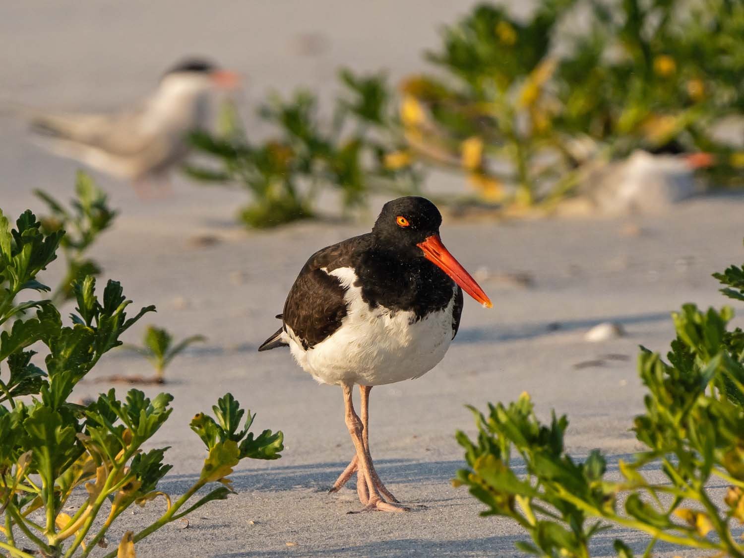 Oystercatcher 1500 7-13-2023 Lido NB 1684P.jpg