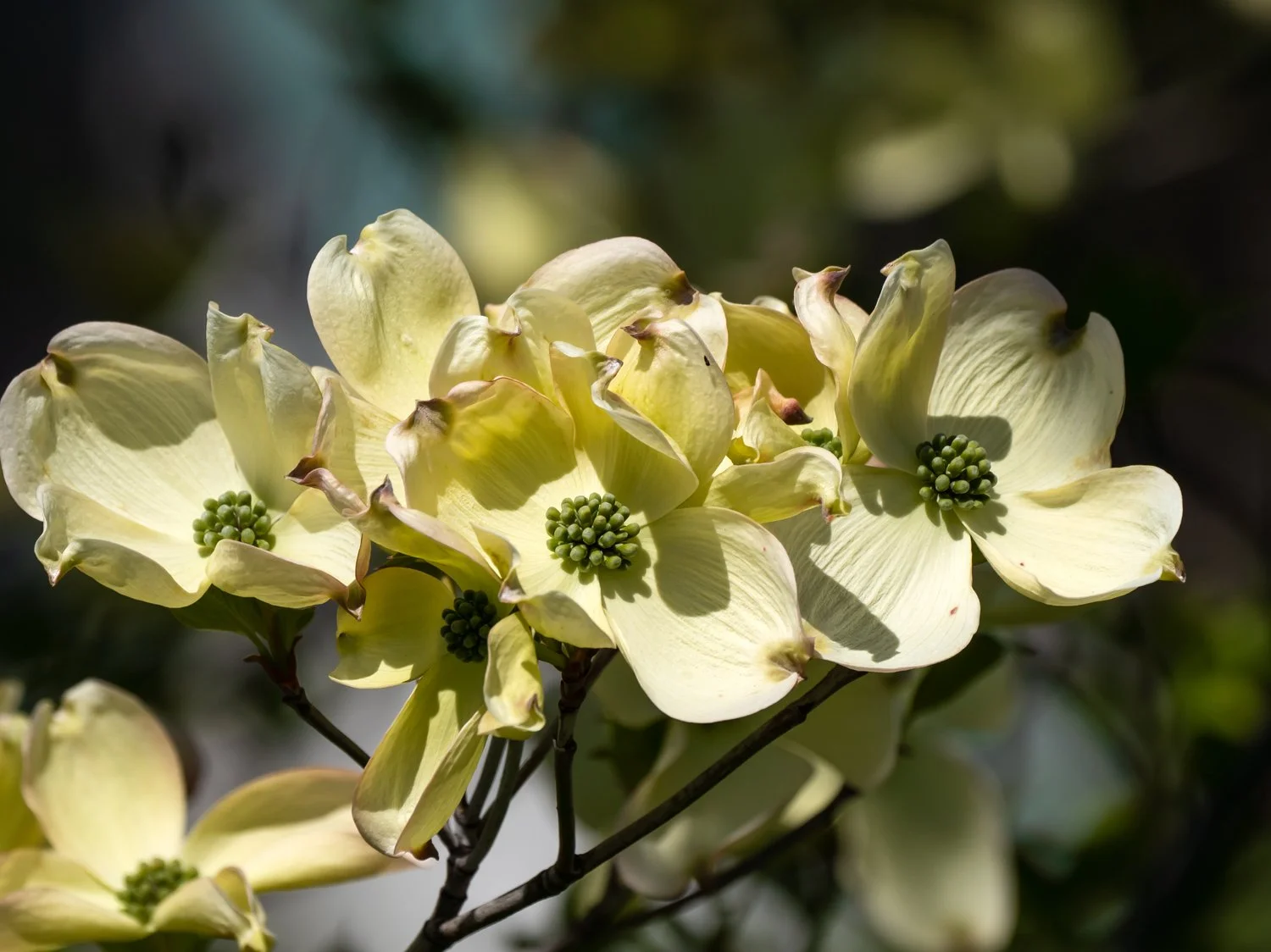 Dogwood 1500 4-25-2024 GWC 090P.jpg