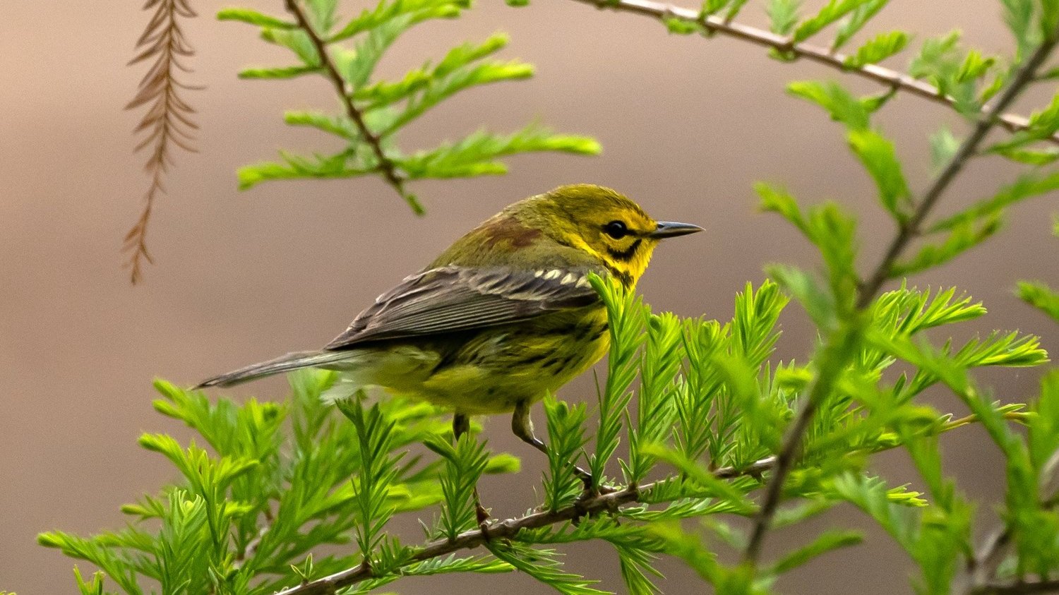Prairie+Warbler+1500+5-4-2024+GWC+039P.jpg