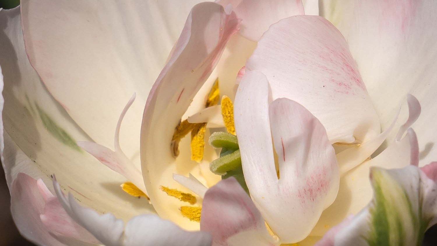 Tiptoed Tulips