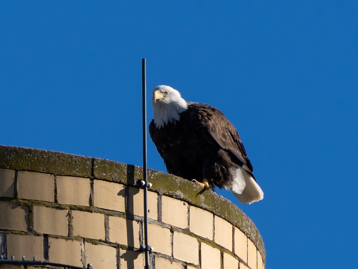 Eagle 1500 12-1-2025 SI 003P.jpg