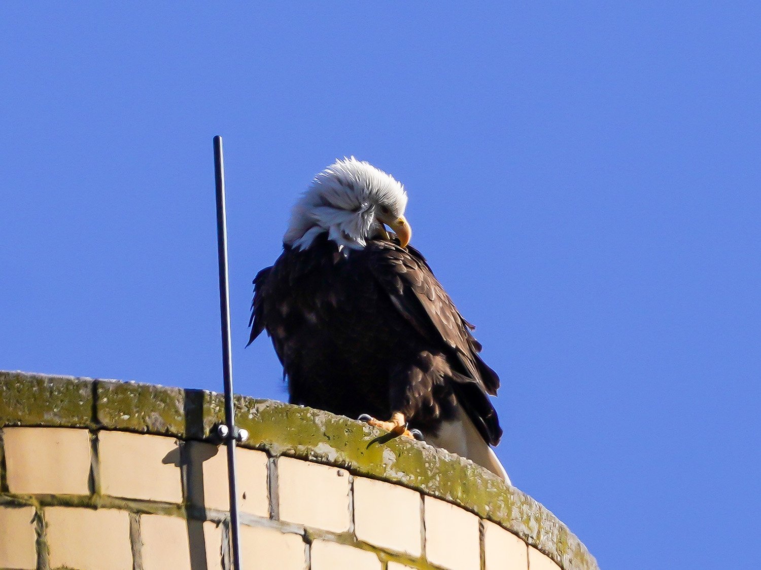 Eagle 1500 12-1-2025 SI 006P.jpg