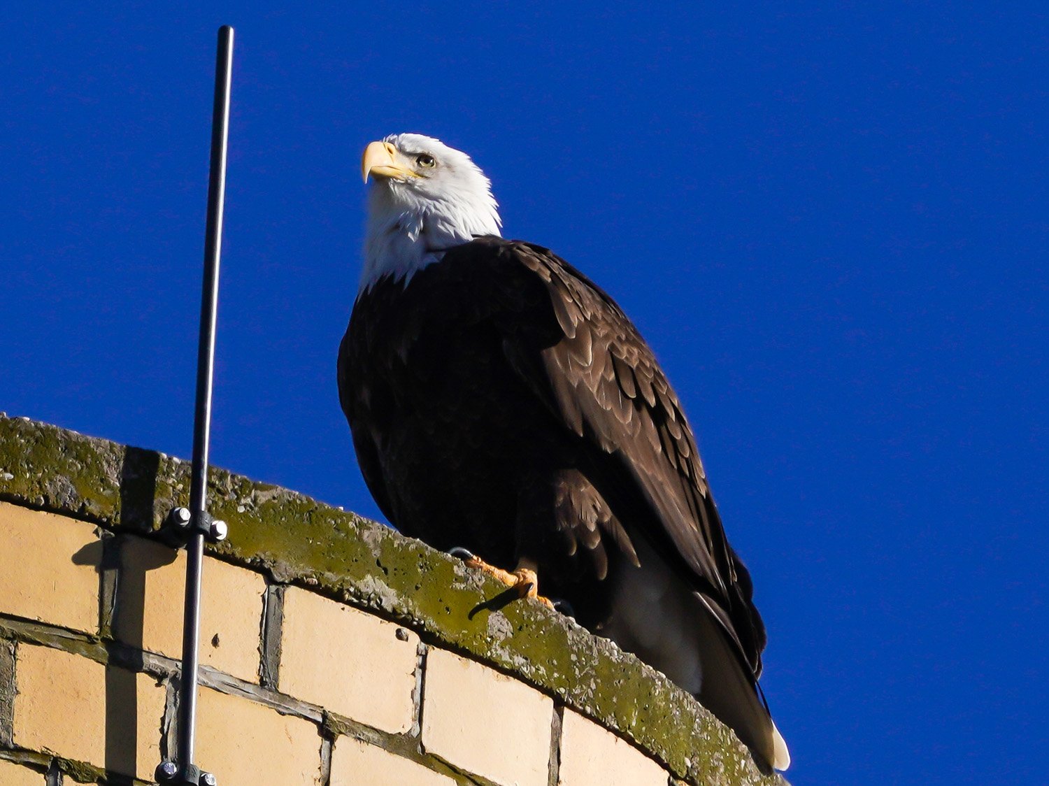 Eagle 1500 12-1-2025 SI 025P.jpg