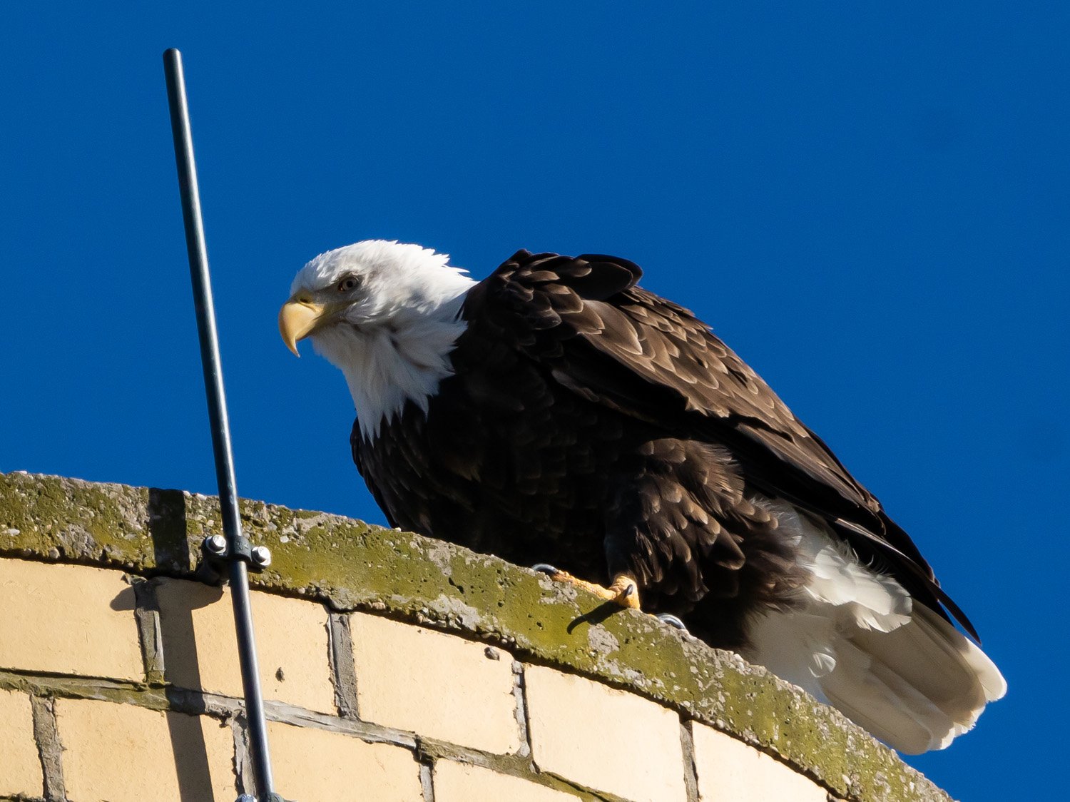 Eagle 1500 12-1-2025 SI 044P.jpg