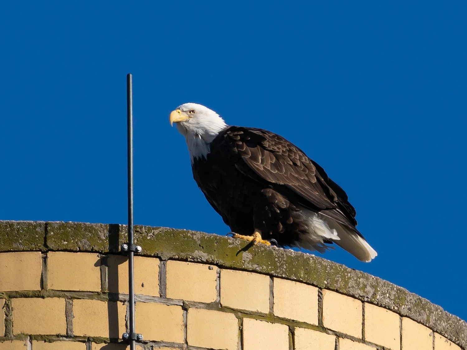 Eagle 1500 12-1-2025 SI 068P.jpg