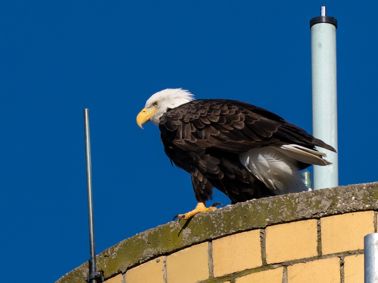 Eagle 1500 12-1-2025 SI 090P.jpg