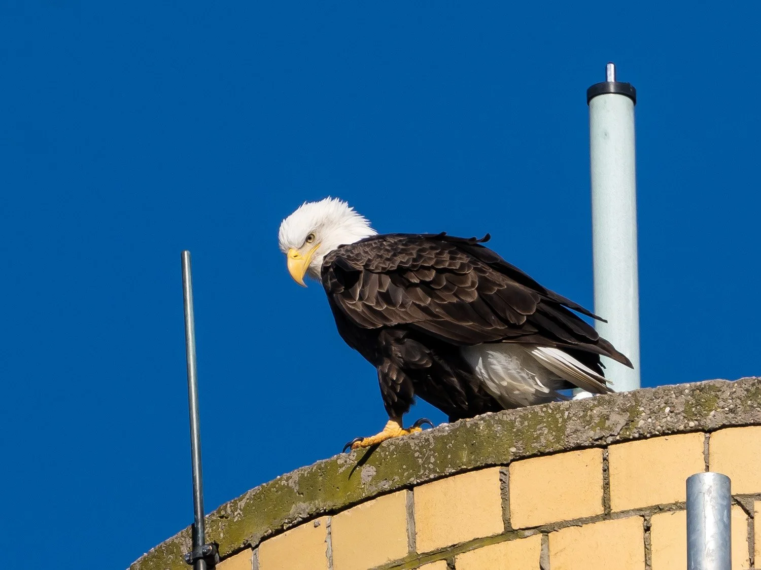 Eagle 1500 12-1-2025 SI 096P.jpg