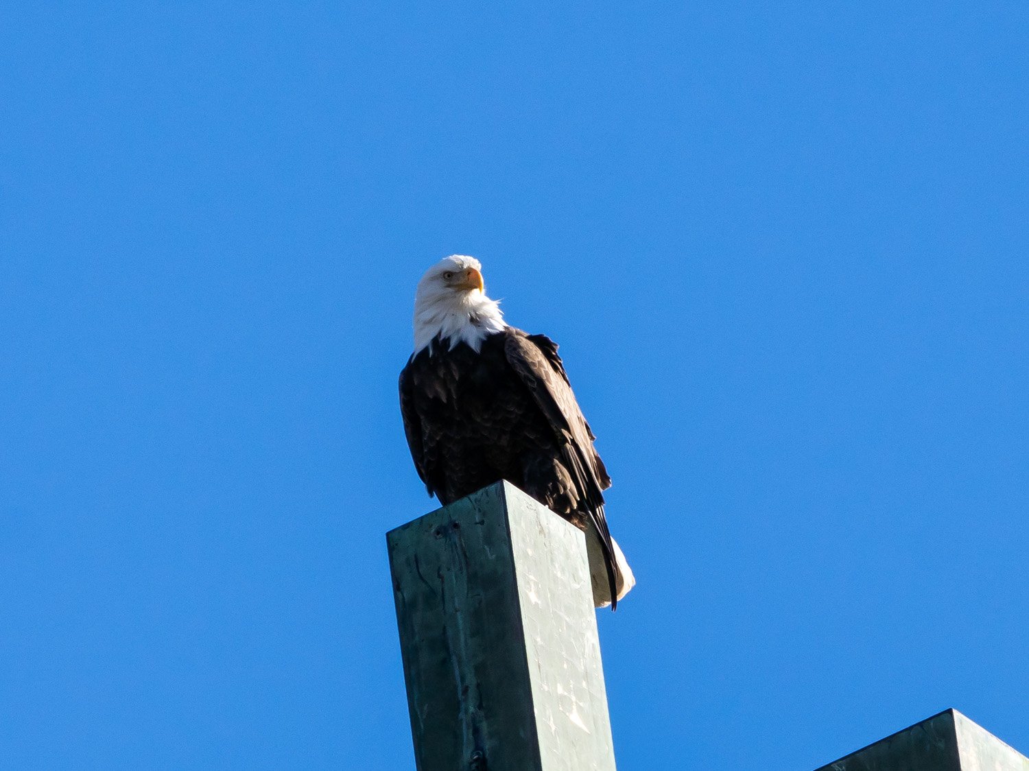 Eagle 1500 12-1-2025 SI 115P.jpg