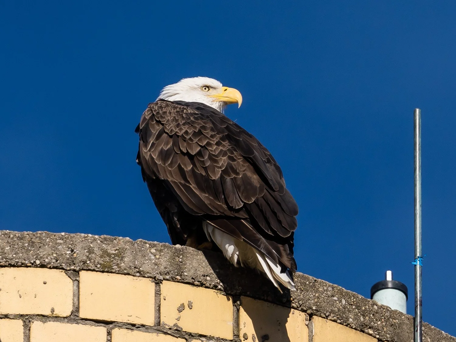 Eagle 1500 12-1-2025 SI 129P.jpg