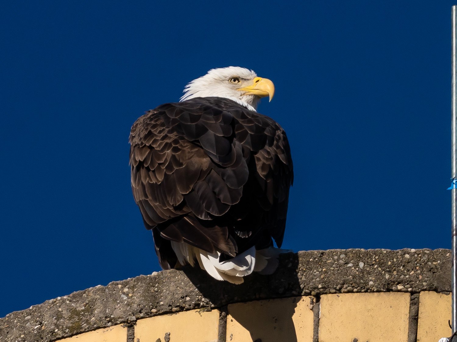 Eagle 1500 12-1-2025 SI 144P.jpg