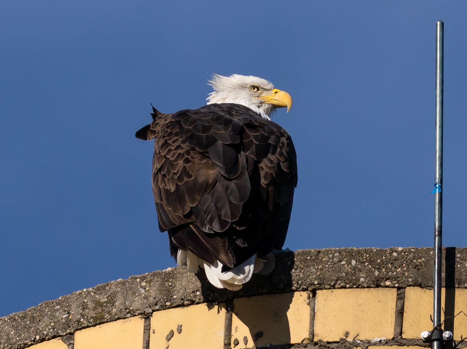 Eagle 1500 12-1-2025 SI 155P.jpg