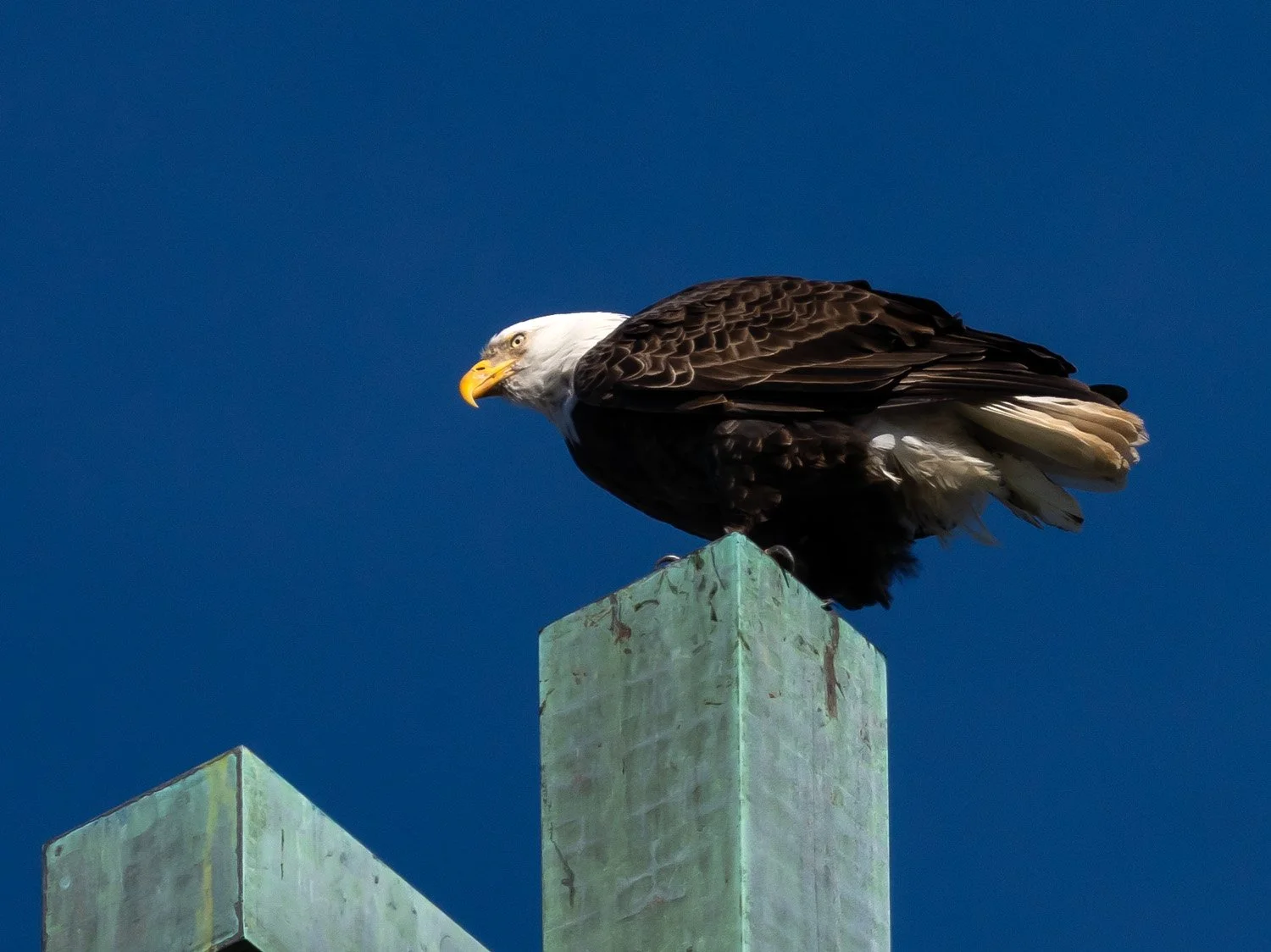 Eagle 1500 12-1-2025 SI 164P.jpg