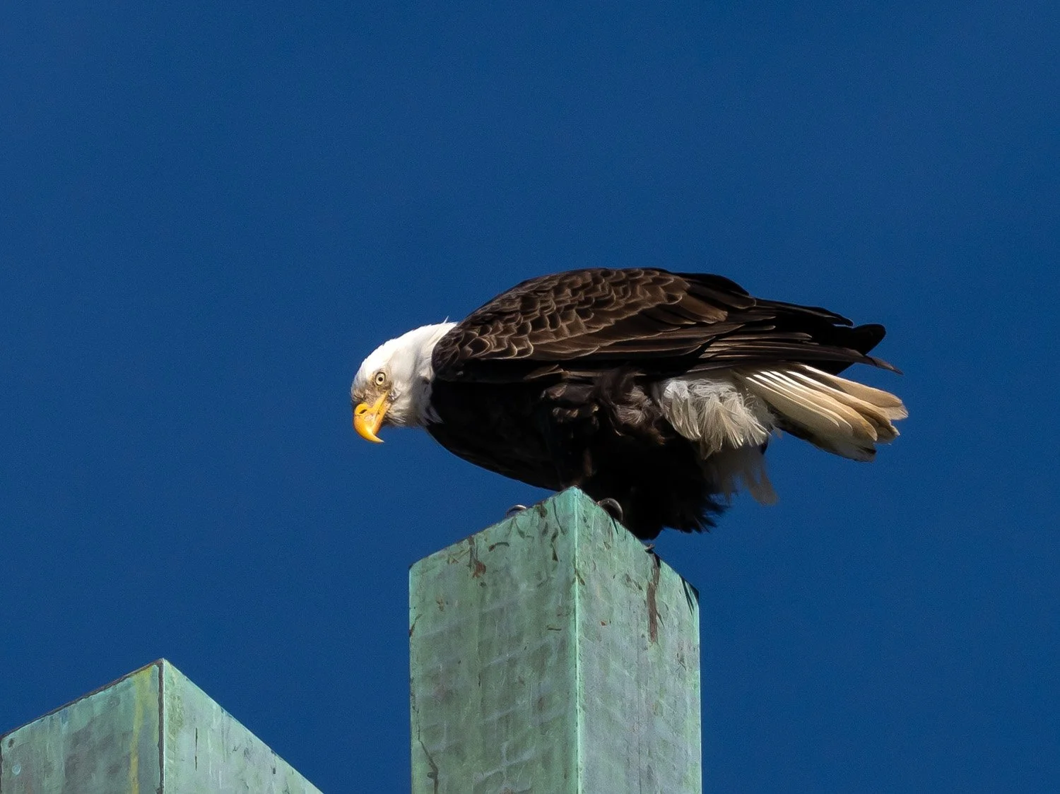 Eagle 1500 12-1-2025 SI 169P.jpg