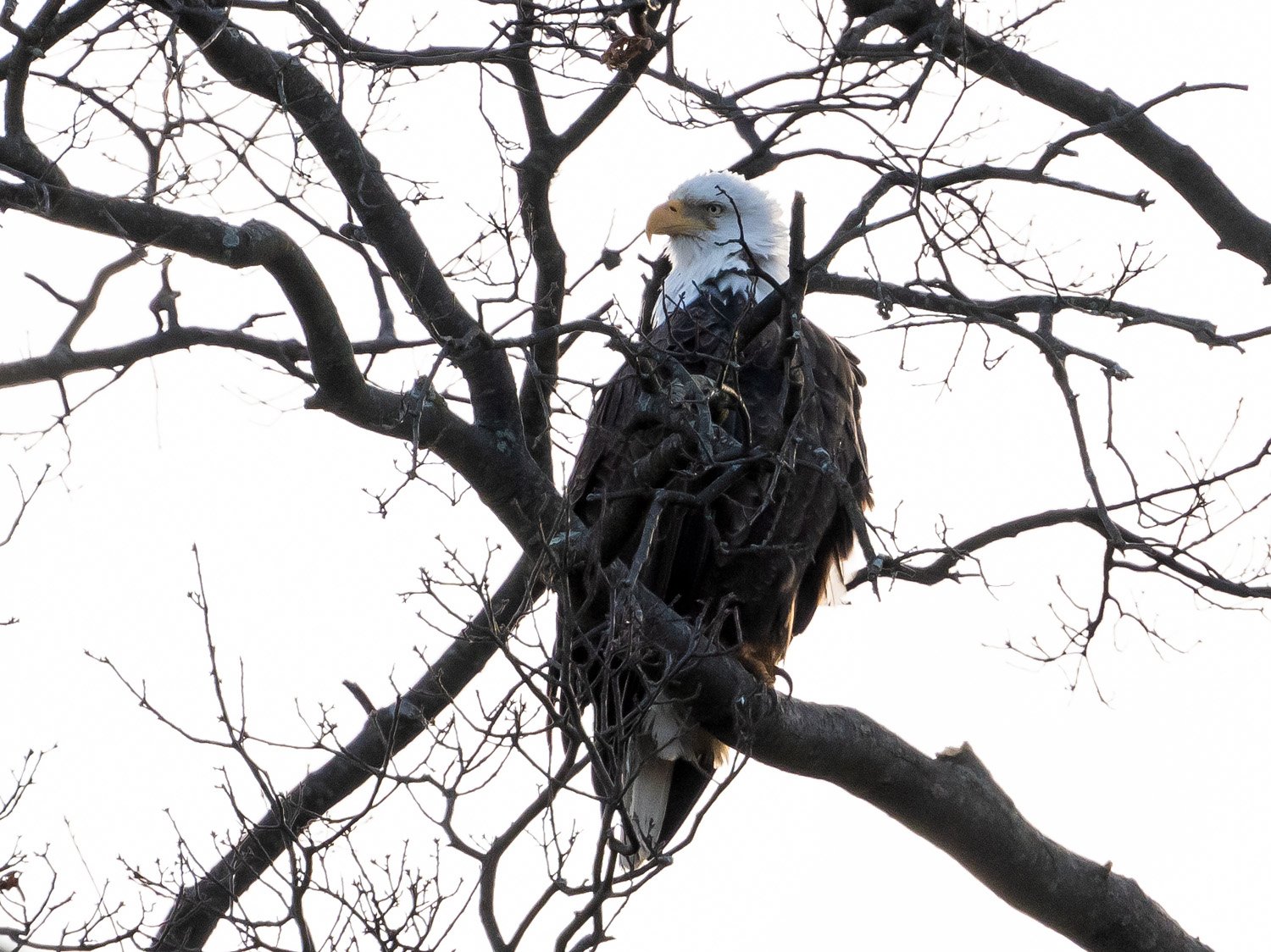 Eagle 1500 12-1-2025 SI 284P.jpg