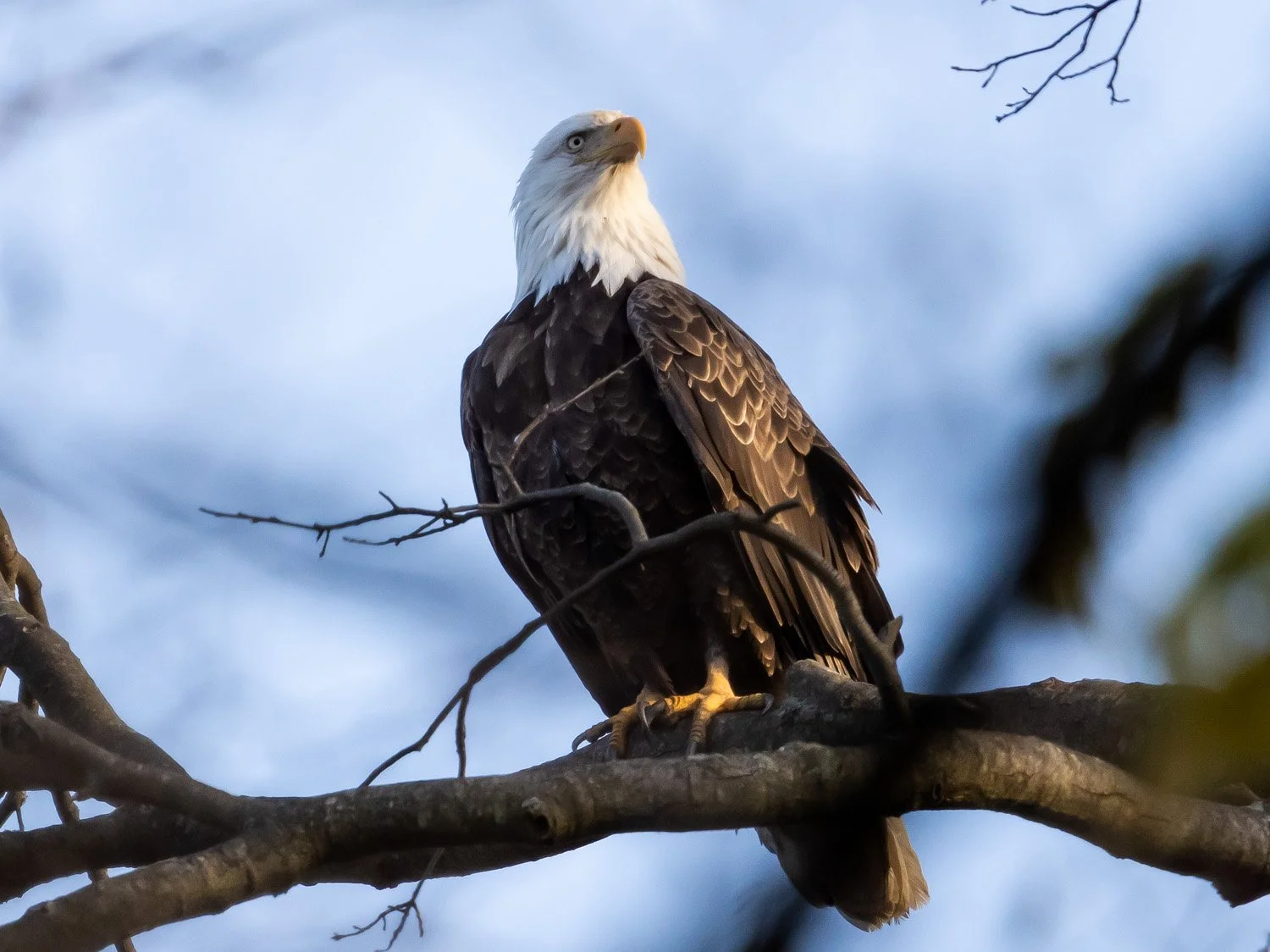 Eagle 1500 12-1-2025 SI 290P.jpg