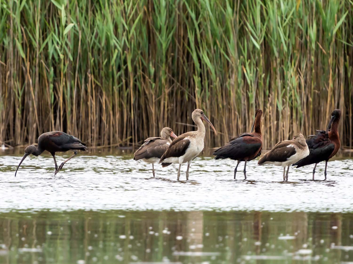 Ibises 1500 8-1-2025 SI 064P.jpg