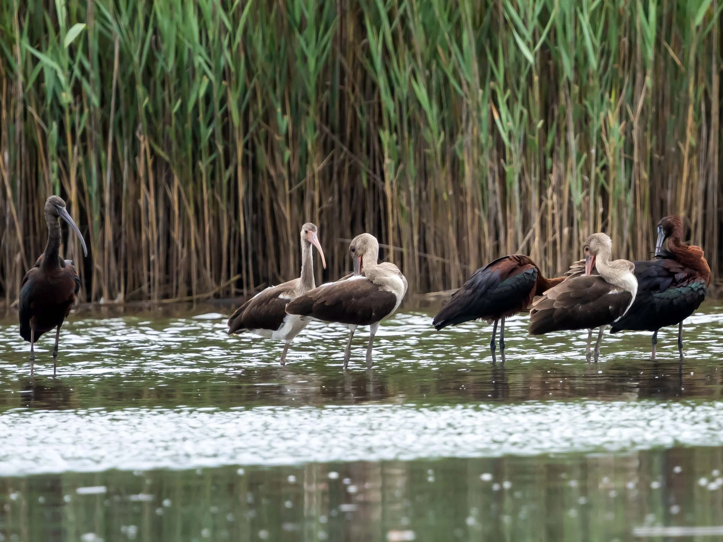 8-1-2025 SI 105P.jpg