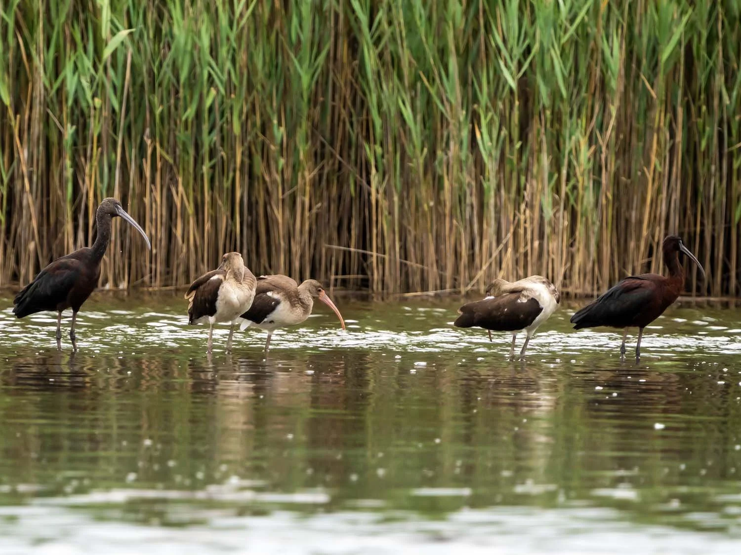 Ibises 1500 8-1-2025 SI 175P.jpg
