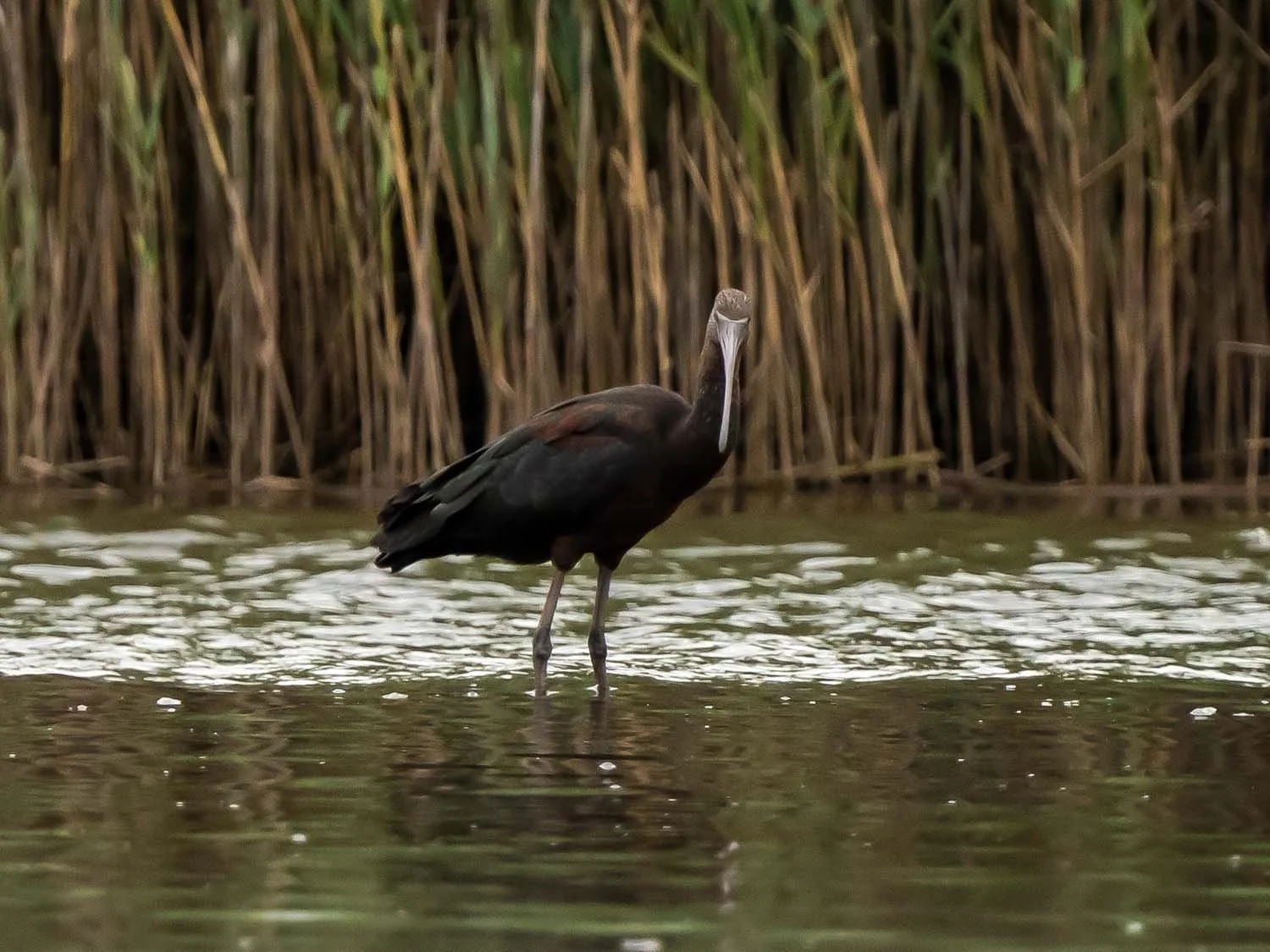 Glossy Ibis 1500 8-1-2025 SI 187P.jpg