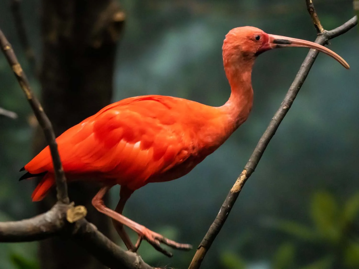 Scarlet Ibis 1500 11-10-2025 Bronx Zoo 016P.jpg