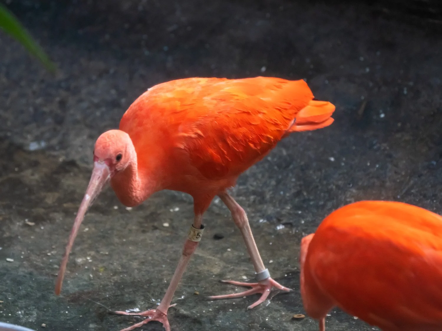 Scarlet Ibis 1500 12-22-2025 Bronx Zoo 097P.jpg