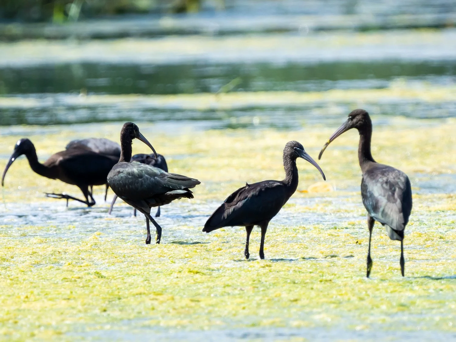 Glossy Ibis 1500 8-25-2024 JBWR 225P.jpg