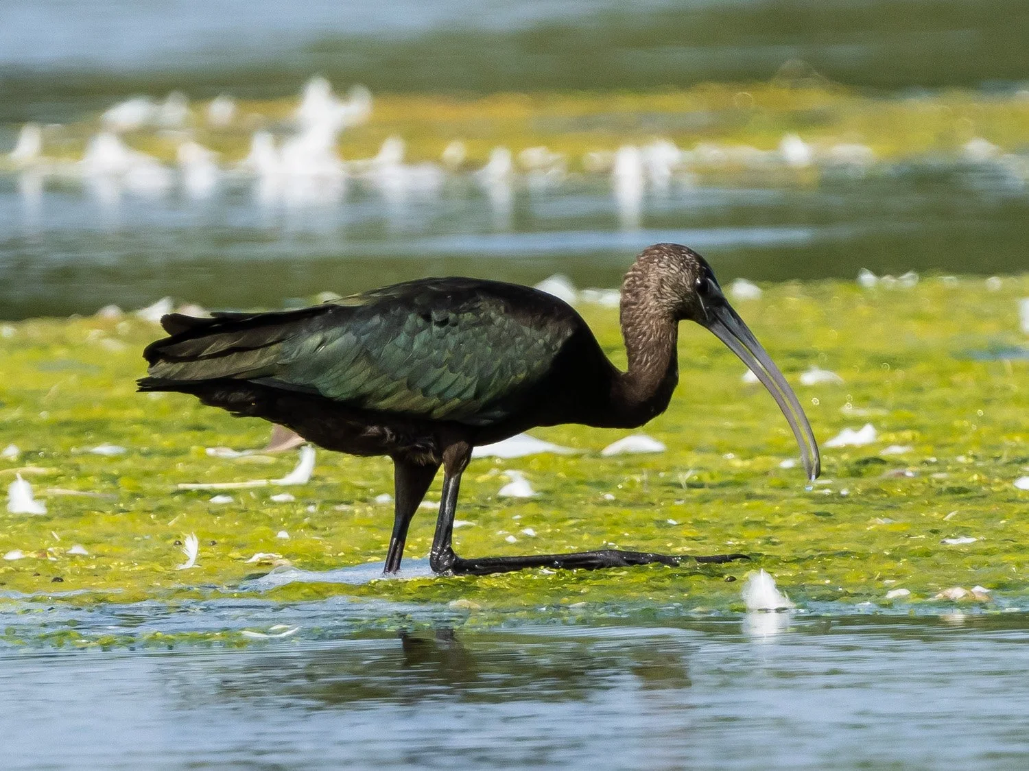 Glossy Ibis 1500 8-25-2024 JBWR 280P.jpg