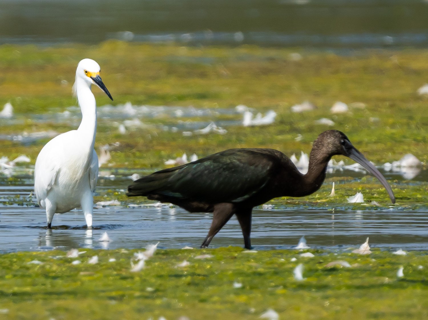 Glossy Ibis 1500 8-25-2024 JBWR 294P.jpg