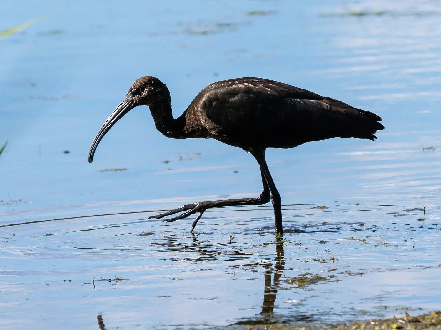 Glossy Ibis 1500 8-31-2025 JBWR 003P.jpg