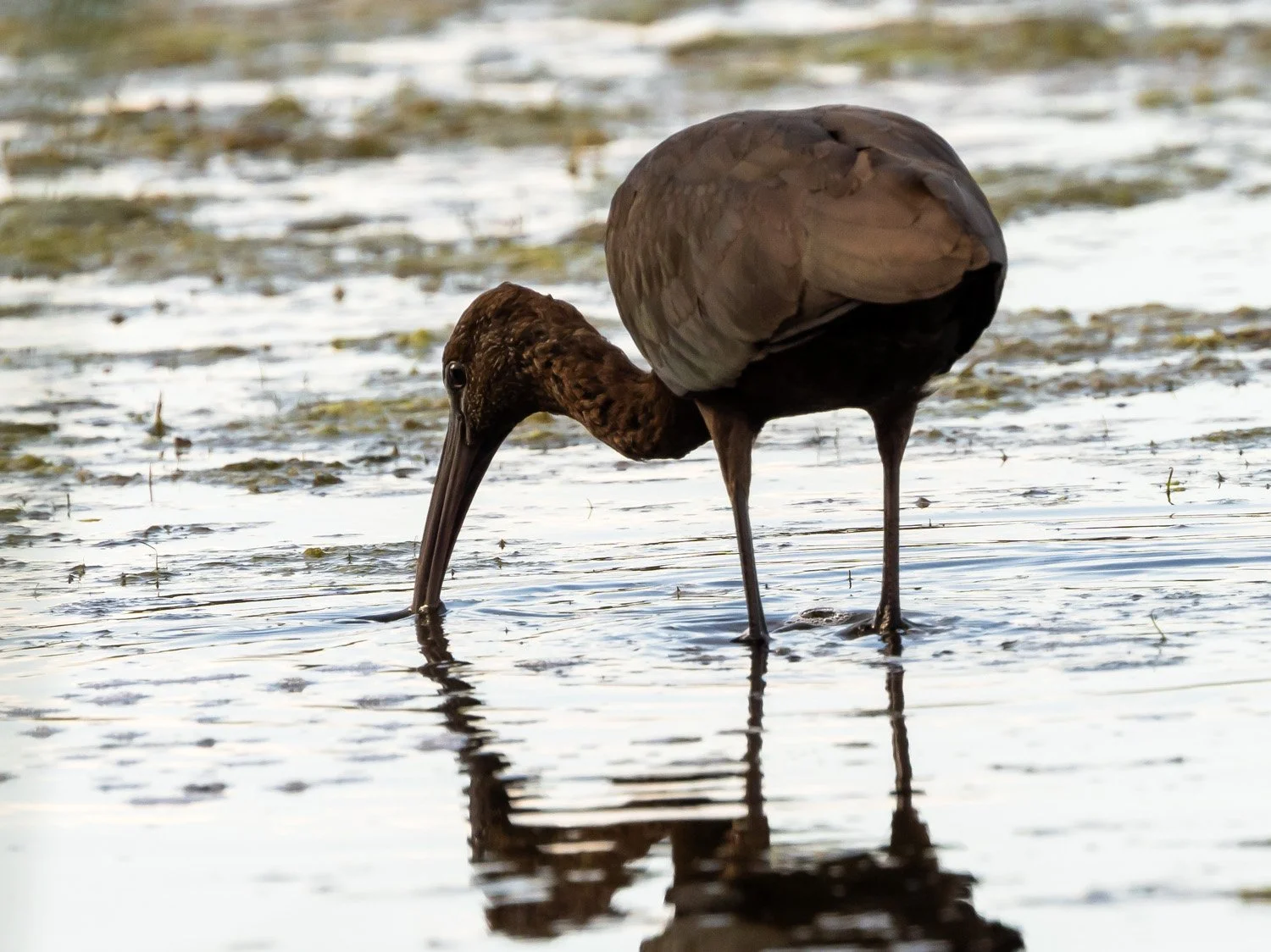 Glossy Ibis 1500 8-31-2025 JBWR 189P.jpg