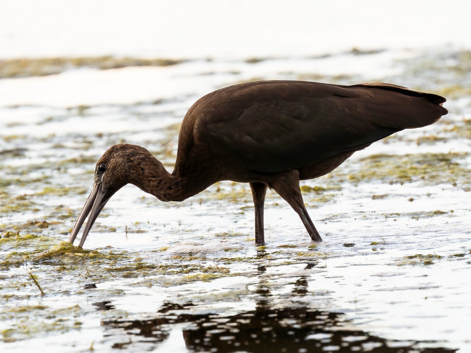 Glossy Ibis 1500 8-31-2025 JBWR 192P.jpg