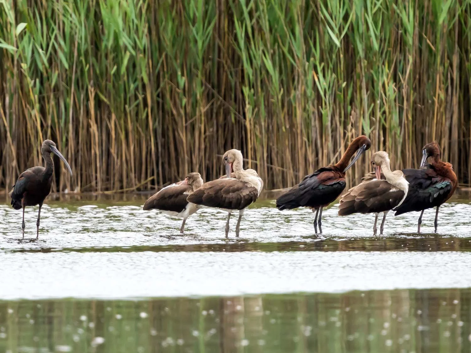 Ibises 1500 8-1-2025 SI 100P.jpg