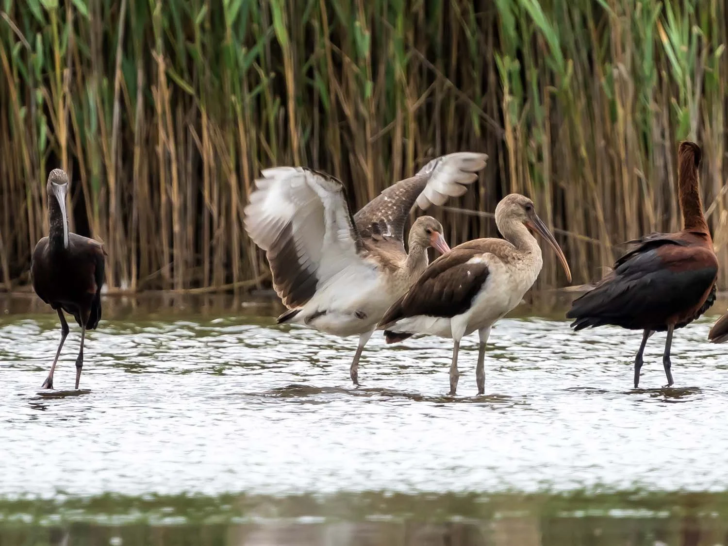 White Ibis 1500 8-1-2025 SI 070P.jpg