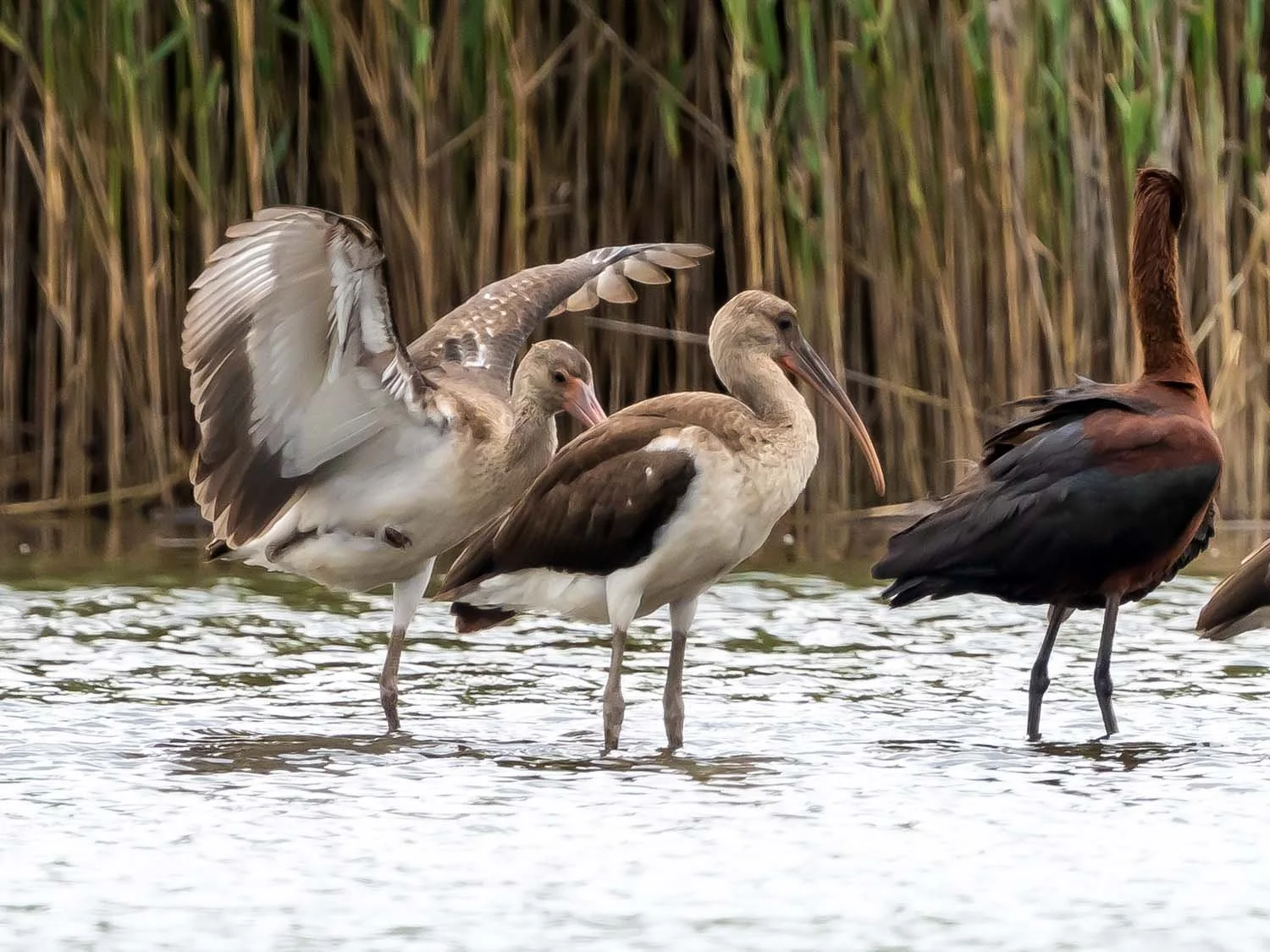 White Ibis 1500 8-1-2025 SI 071P.jpg