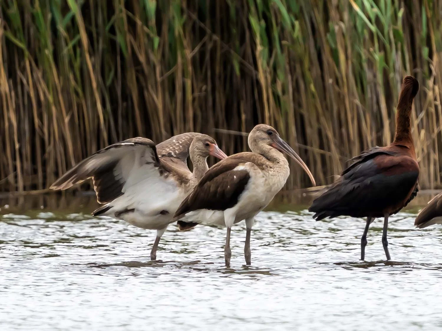 White Ibis 1500 8-1-2025 SI 074P.jpg