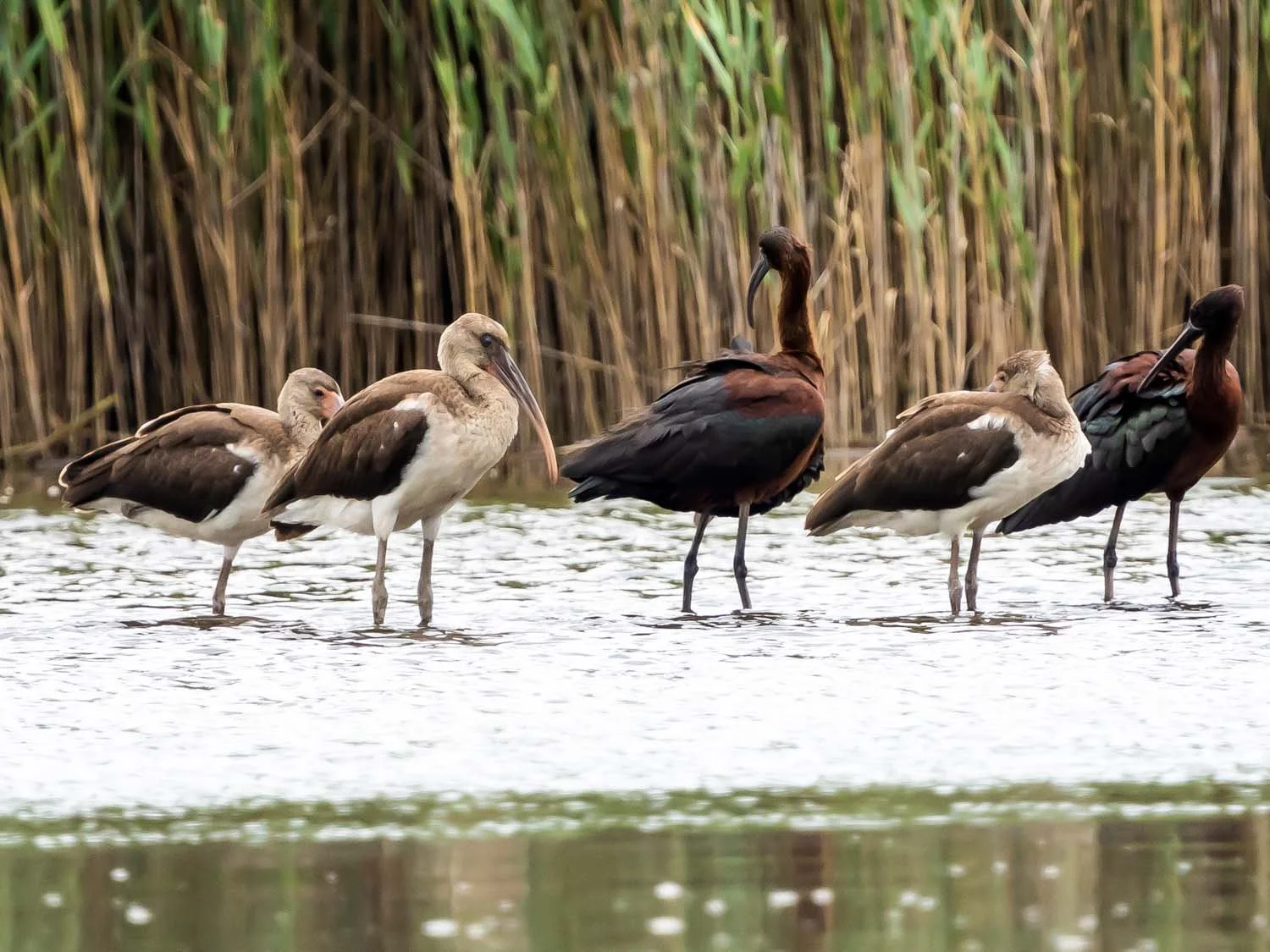 White Ibis 1500 8-1-2025 SI 075P.jpg