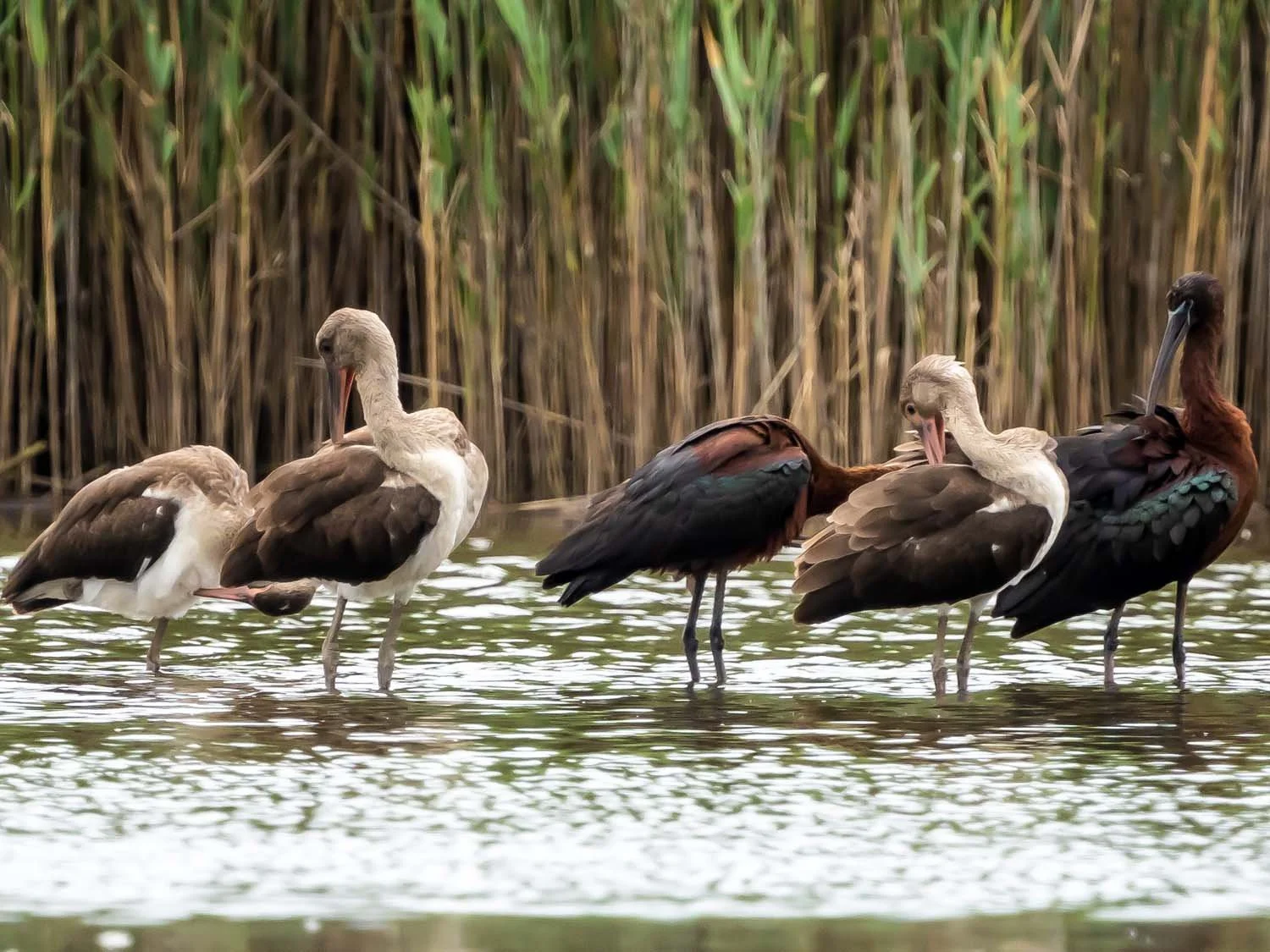 White Ibis 1500 8-1-2025 SI 094P.jpg
