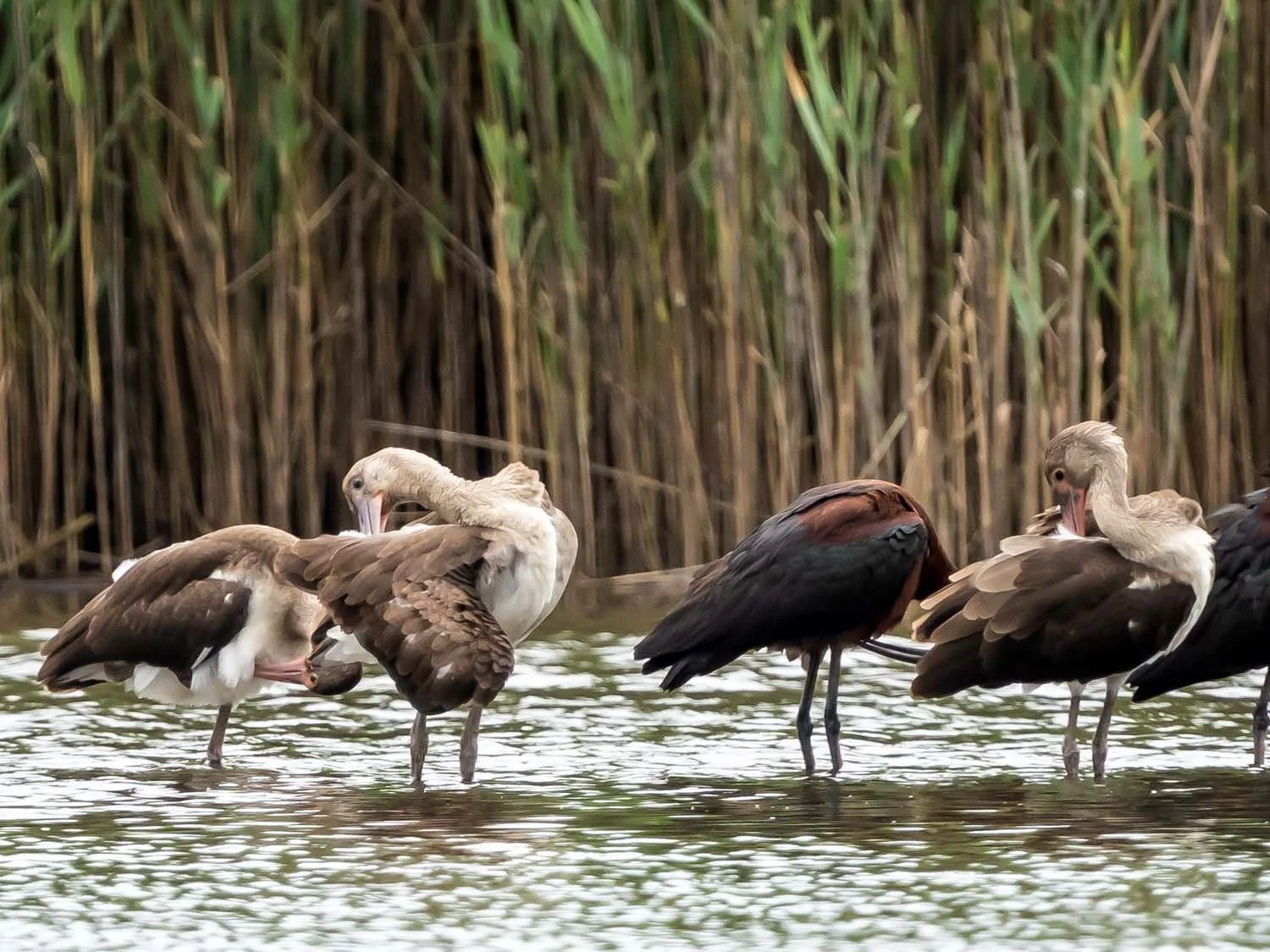 White Ibis 1500 8-1-2025 SI 097P.jpg