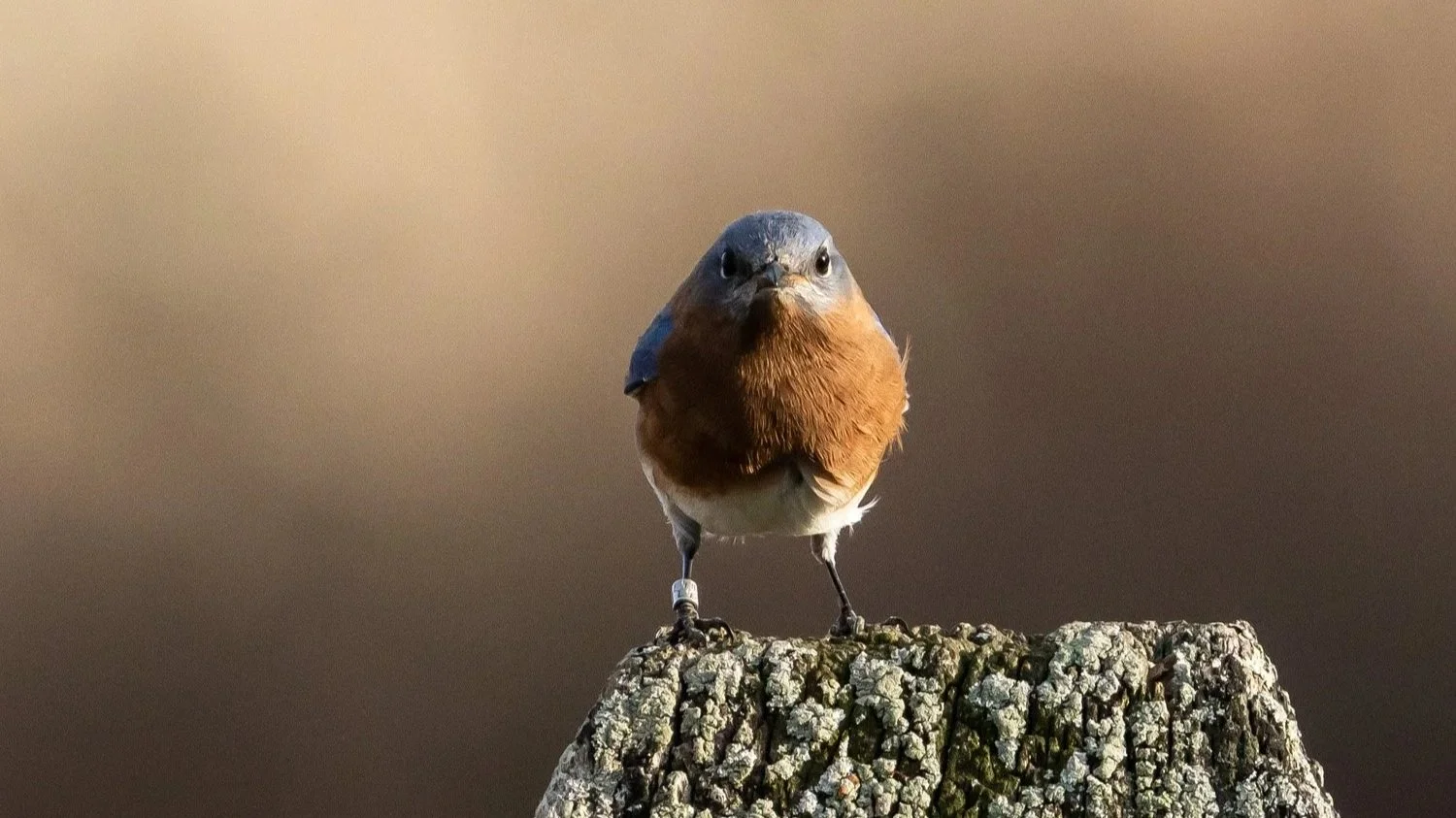 Why? Because I Like Them! II