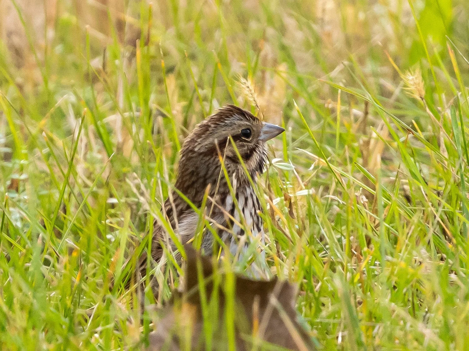 Song Sparrow 1500 11-17-2025 CPP 007P.jpg