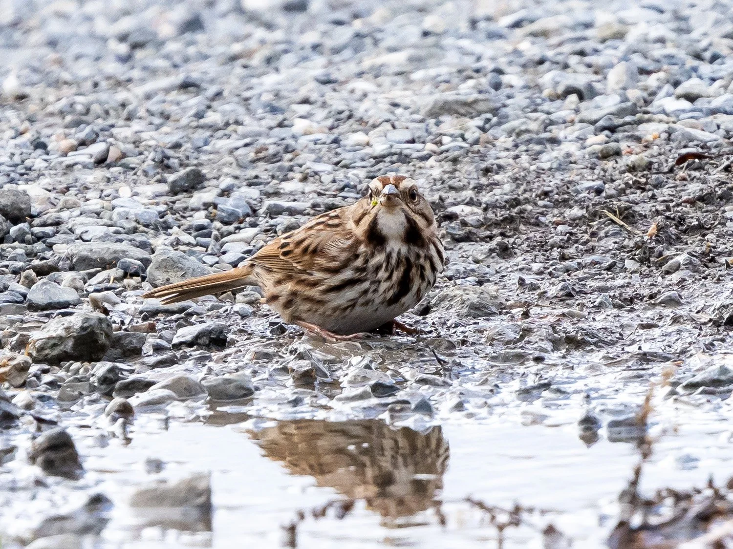 Song Sparrow 1500 11-17-2025 CPP 018P.jpg