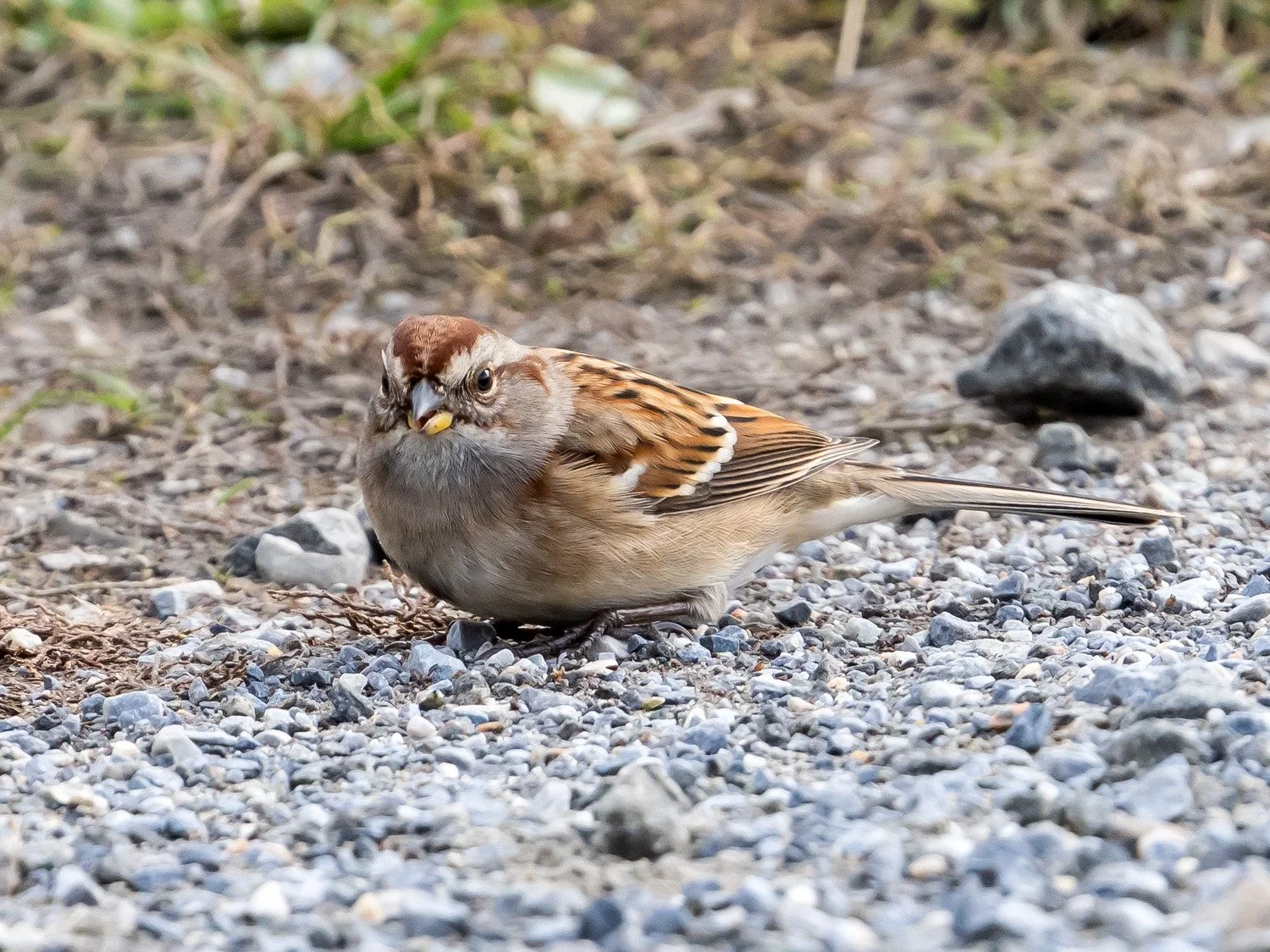 Tree Sparrow 1500 11-17-2025 CPP 043P.jpg