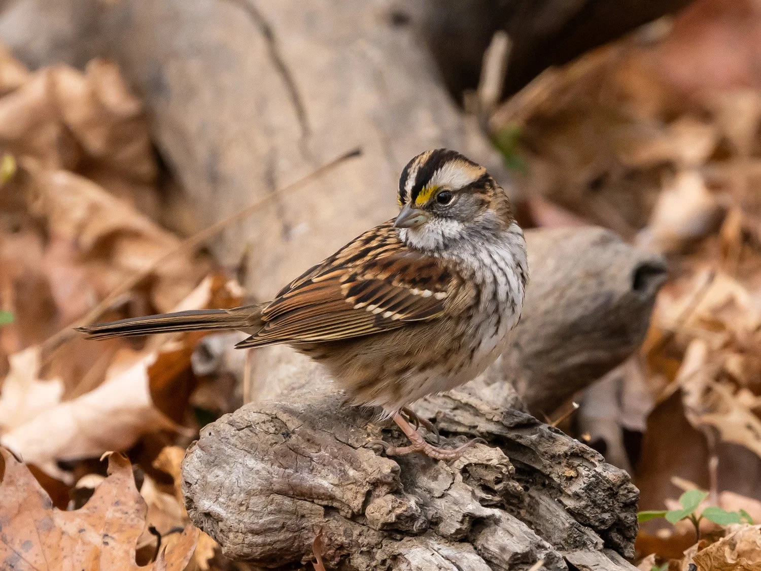 WT Sparrow 1500 11-17-2025 CPP 085P.jpg