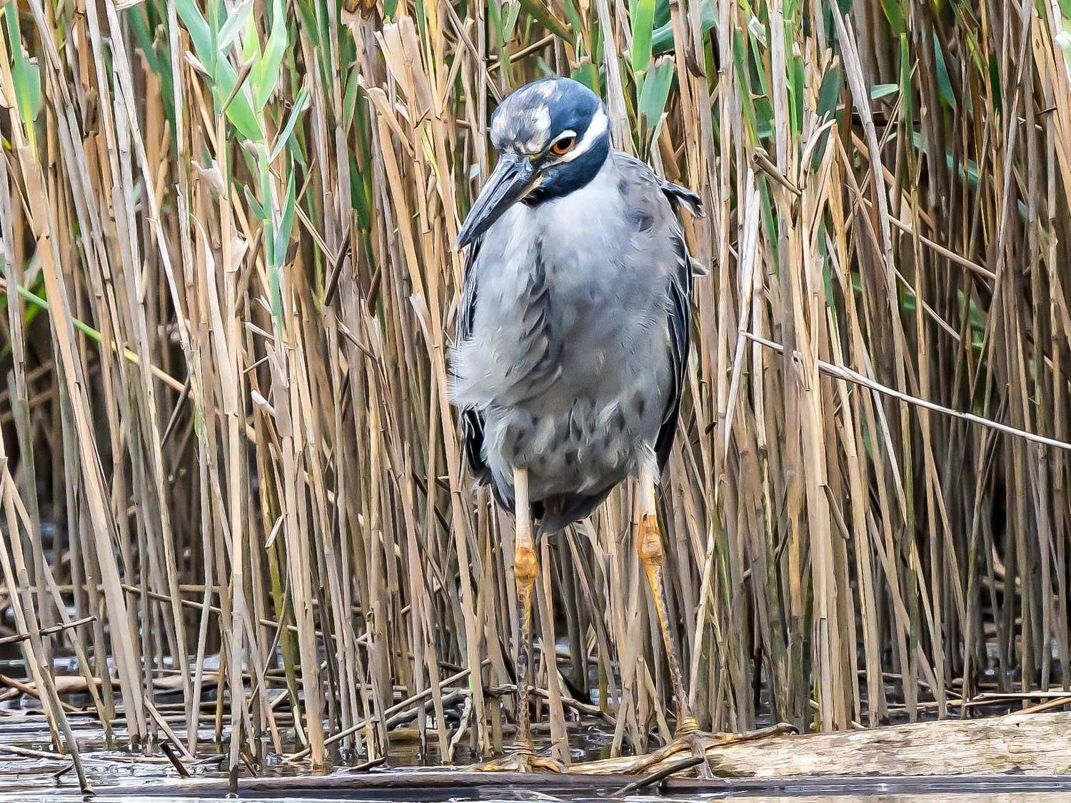 YCNH 1500 8-1-2025 SI 004PP.jpg