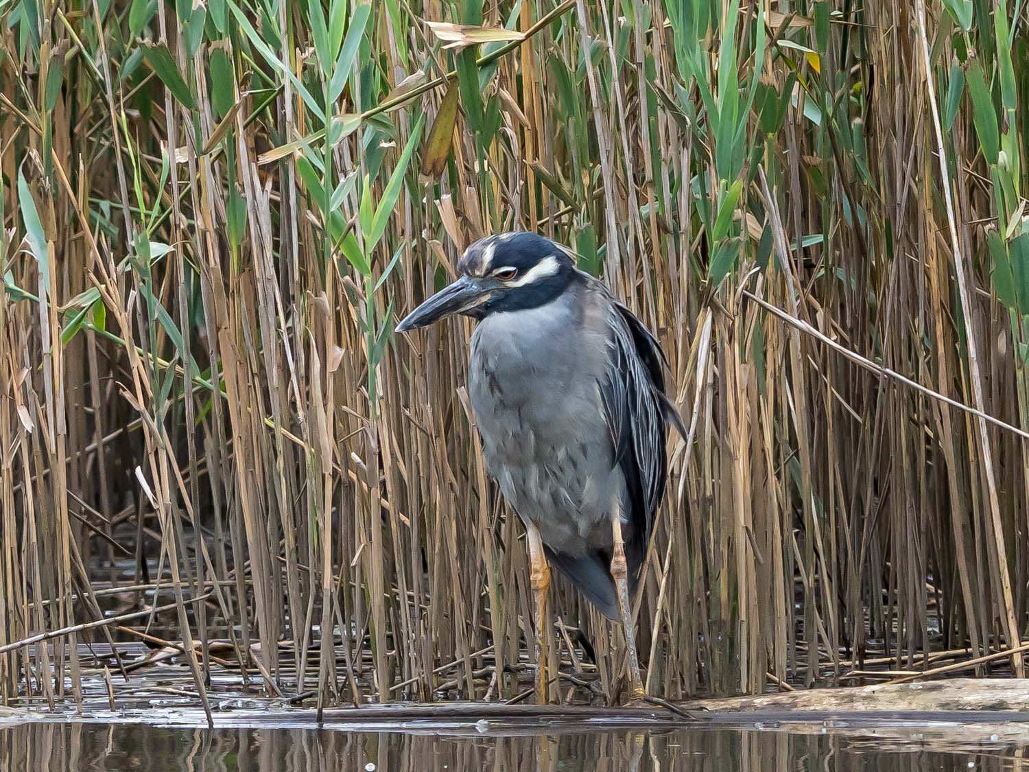 YCNH 1500 8-1-2025 SI 042P.jpg